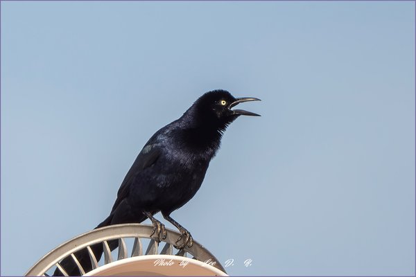 Great-tailed Grackle